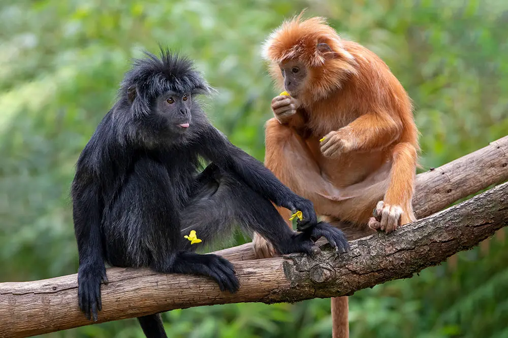 Javan langurs with normal and orange colour morph