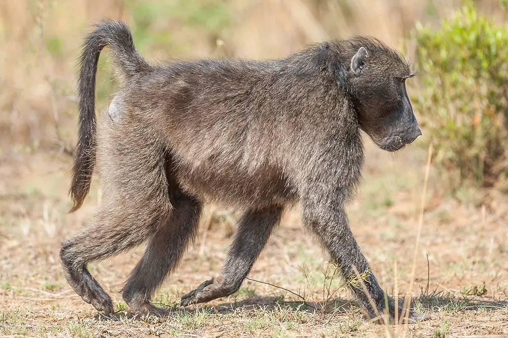 Male chacma baboon side profile