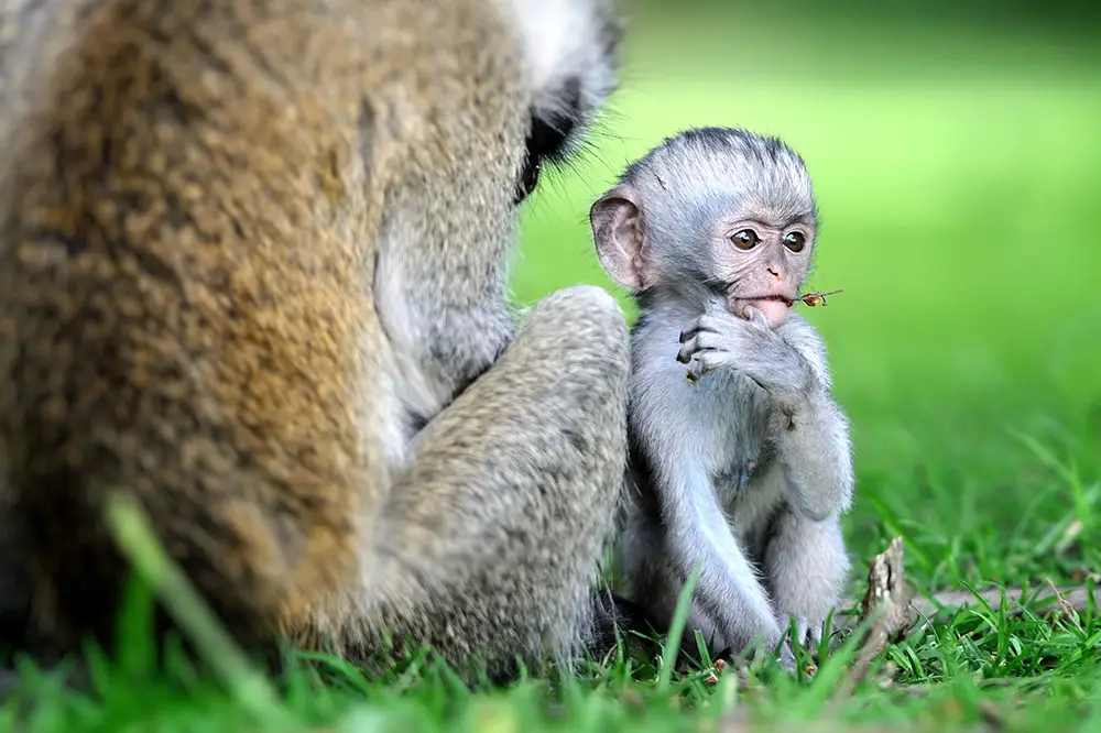 Young vervet monkey