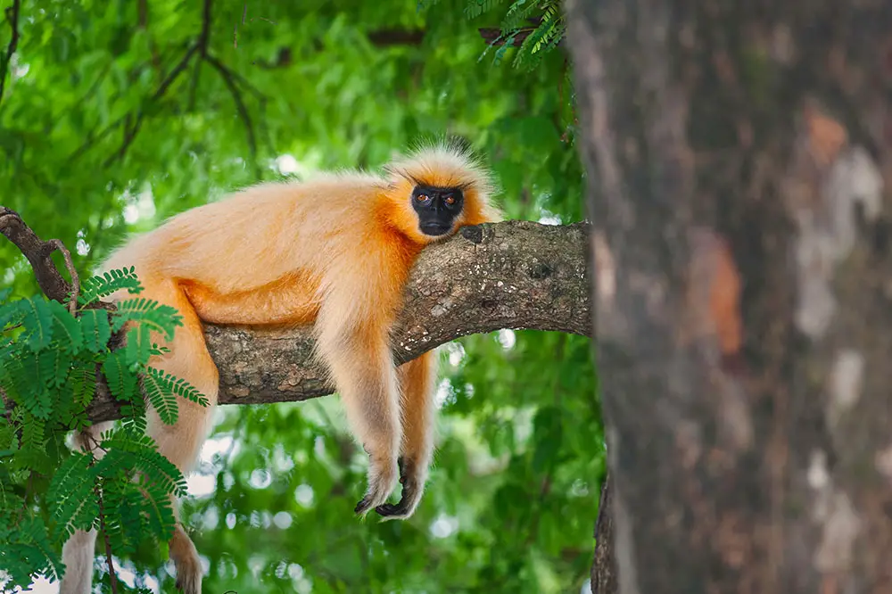 Gee's Golden langur resting on a tree in forest near Guwahati, Assam, India