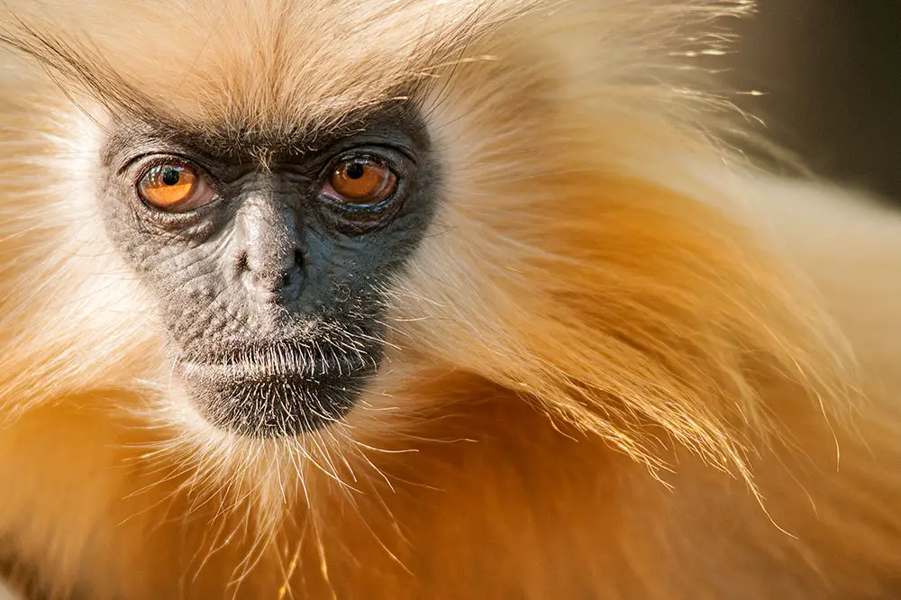 Gee's golden langur of the Black Mountains of Bhutan