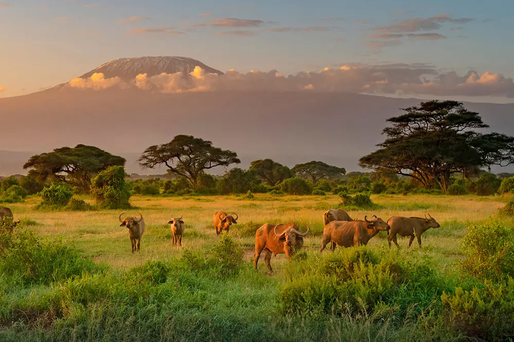 Mount Killimanjaro in morning light, Amboseli, Kenya