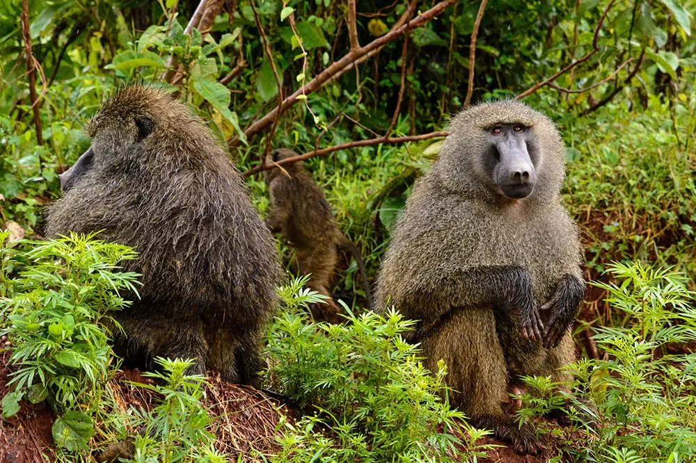 Olive baboon, Ngorongoro Conservation Area, Tanzania