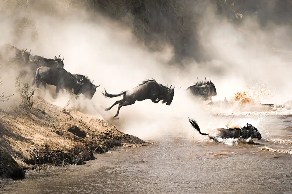 Wildebeest leaping into river during migration