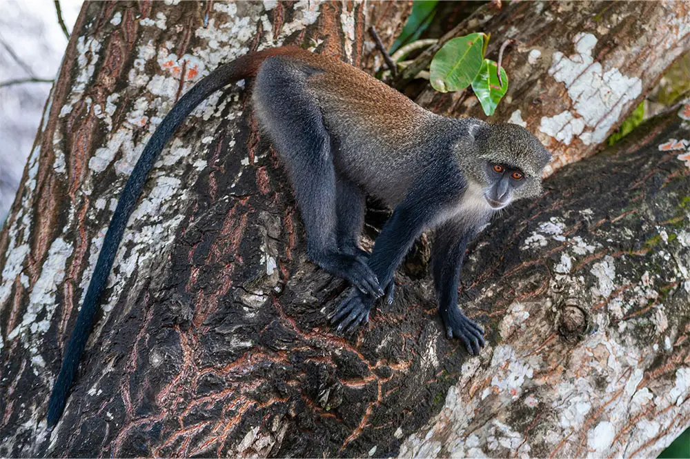 Blue monkey in Jozani Forest in Zanzibar, Tanzania