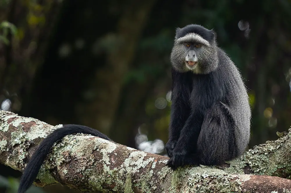 Blue monkey in the Rwenzori mountains