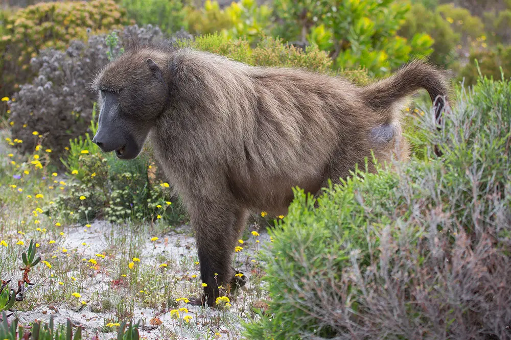 Chacma baboon side profile