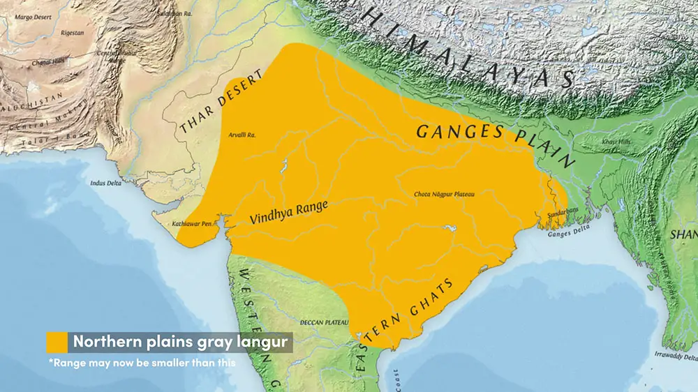 The range of the Hanuman Langur