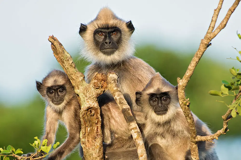 Hanuman langur family