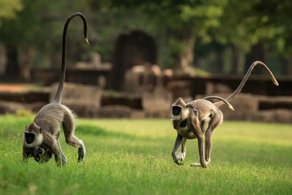 Hanuman langurs with their long tails