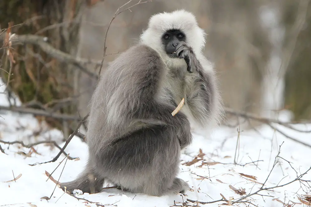 Himalayan grey langur foraging in the snow