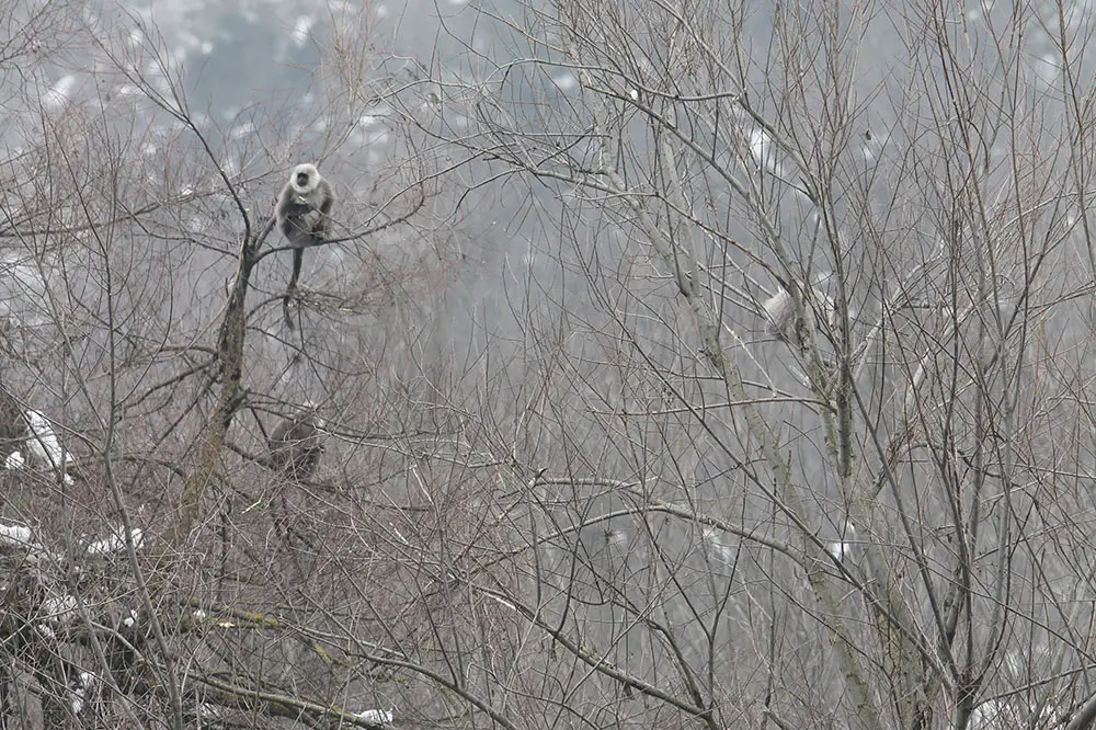 Himalayan grey langur perched in a snowy tree