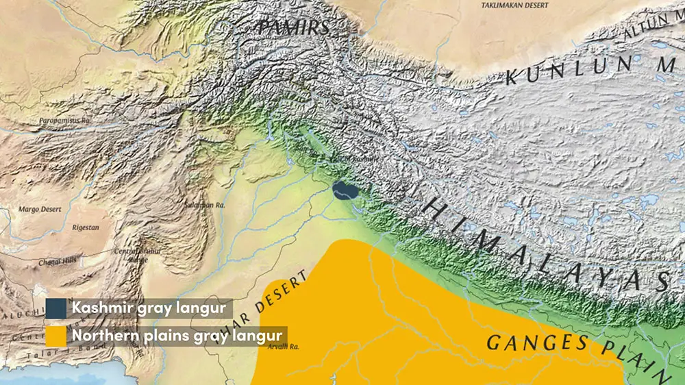 The range of the Kashmir Langur