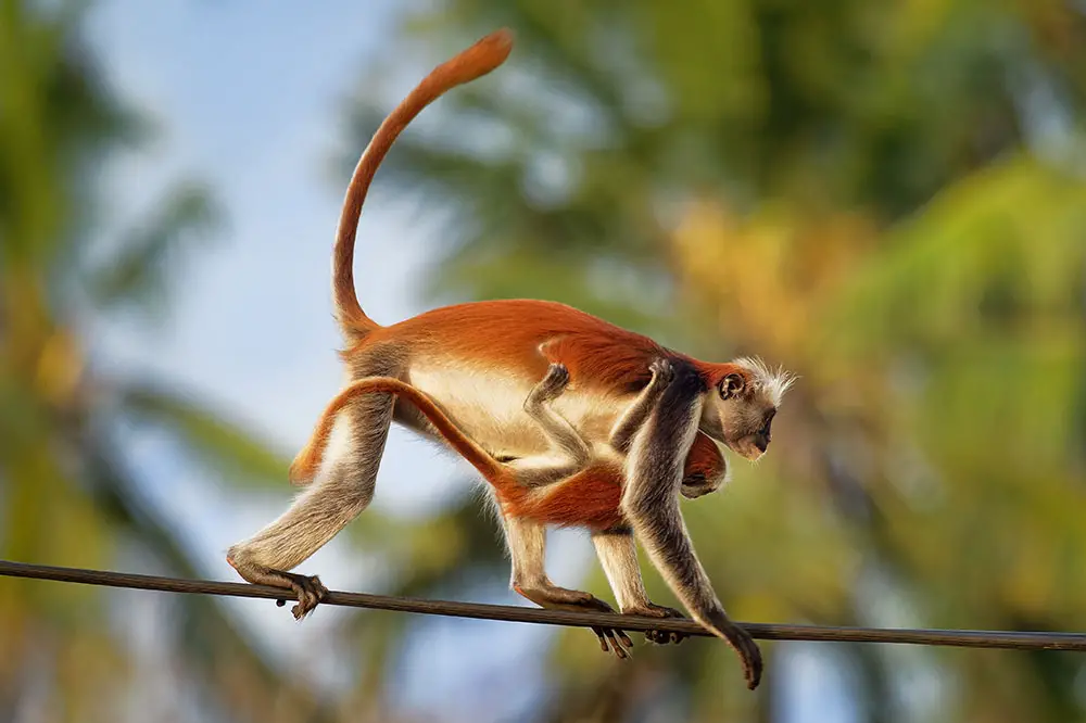 Mother and infant Zanzibar red colobus