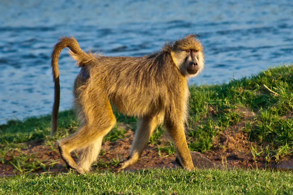 Yellow Baboon walking along Lake Ruaha, Tanzania