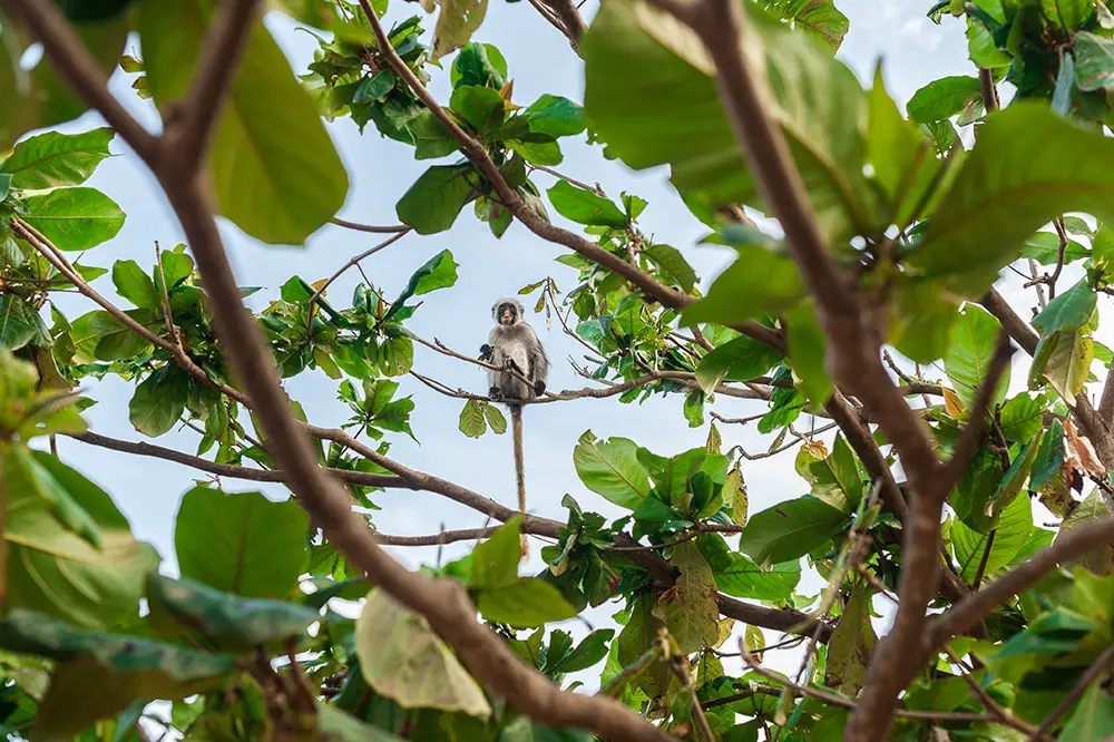 Zanzibar red colobus through the foliage