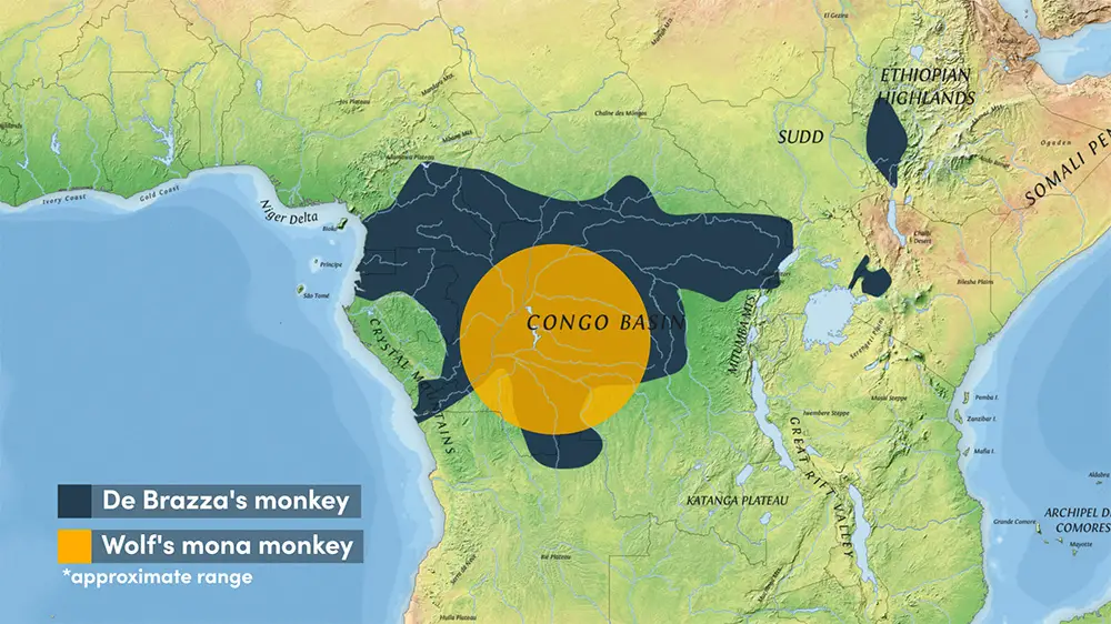 De Brazza's Monkey and Wolf Monkey