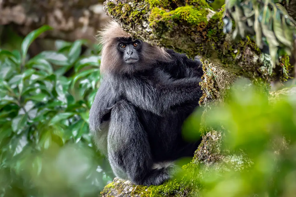 Beautiful Nilgiri Langur