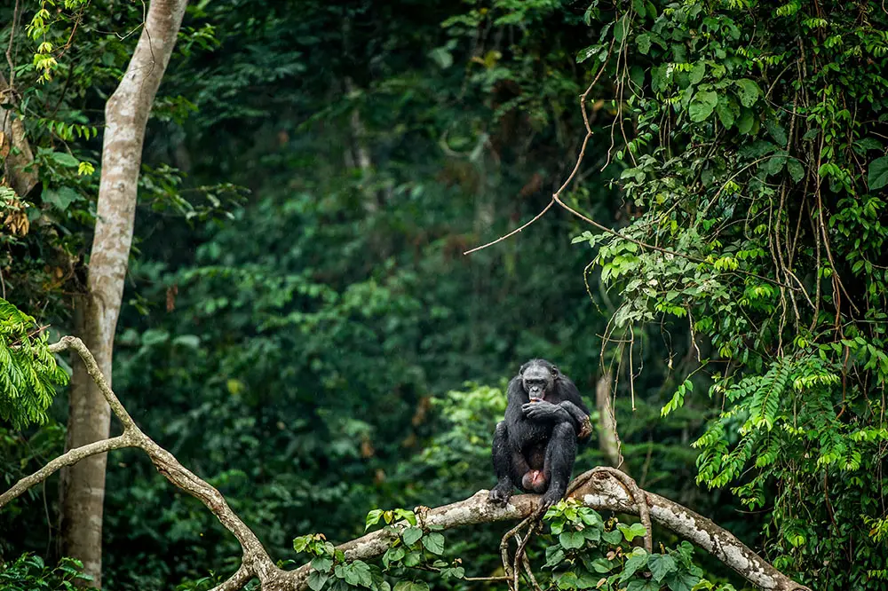 Bonobo in Democratic Republic of Congo