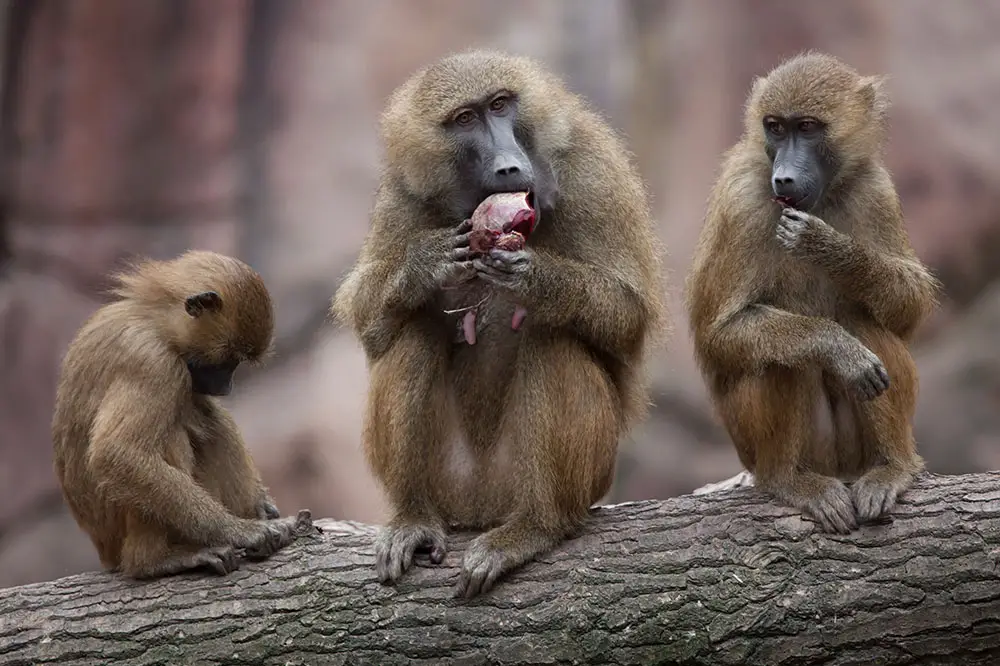 Guinea baboons with infant