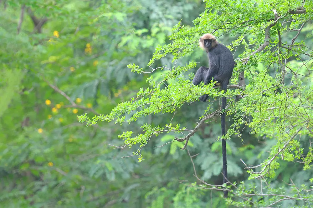 Nilgiri Langur with long tail