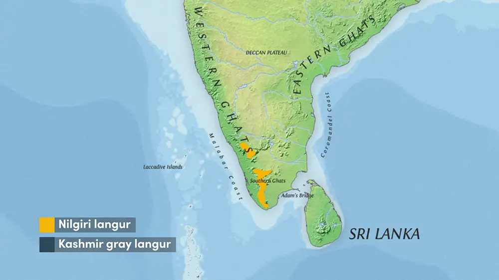 The range of the Nilgiri Langur