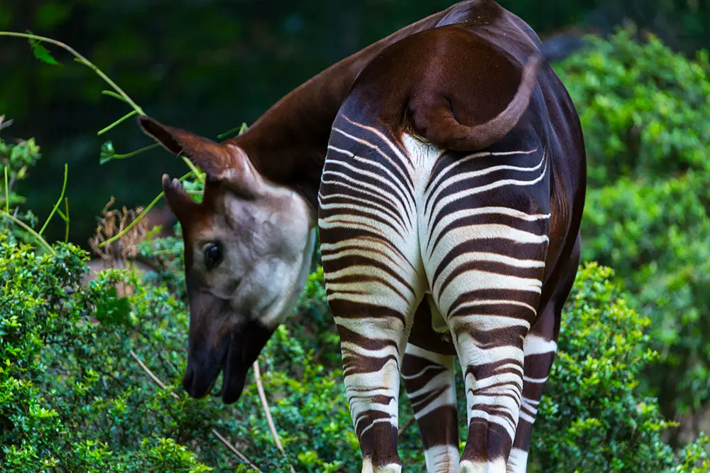 The Okapi, native to northeastern DRC in Central Africa