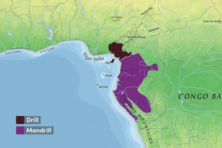 Mandrill Map All 9 Baboon & Mandrill Species (World's Largest Monkeys)