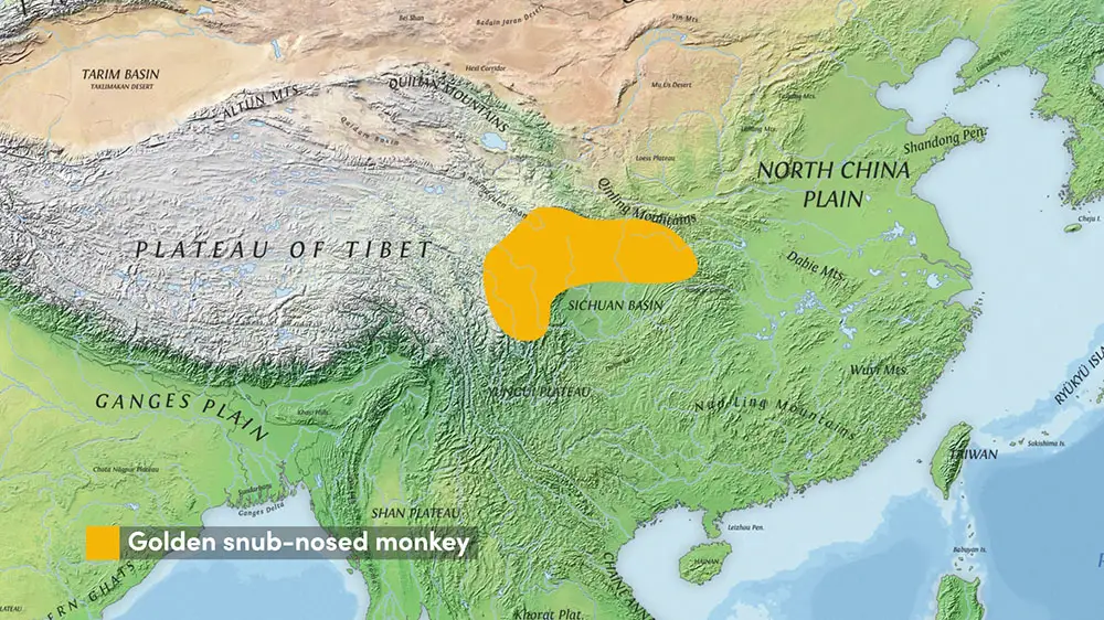 The range of the Golden Snub-nosed Monkey