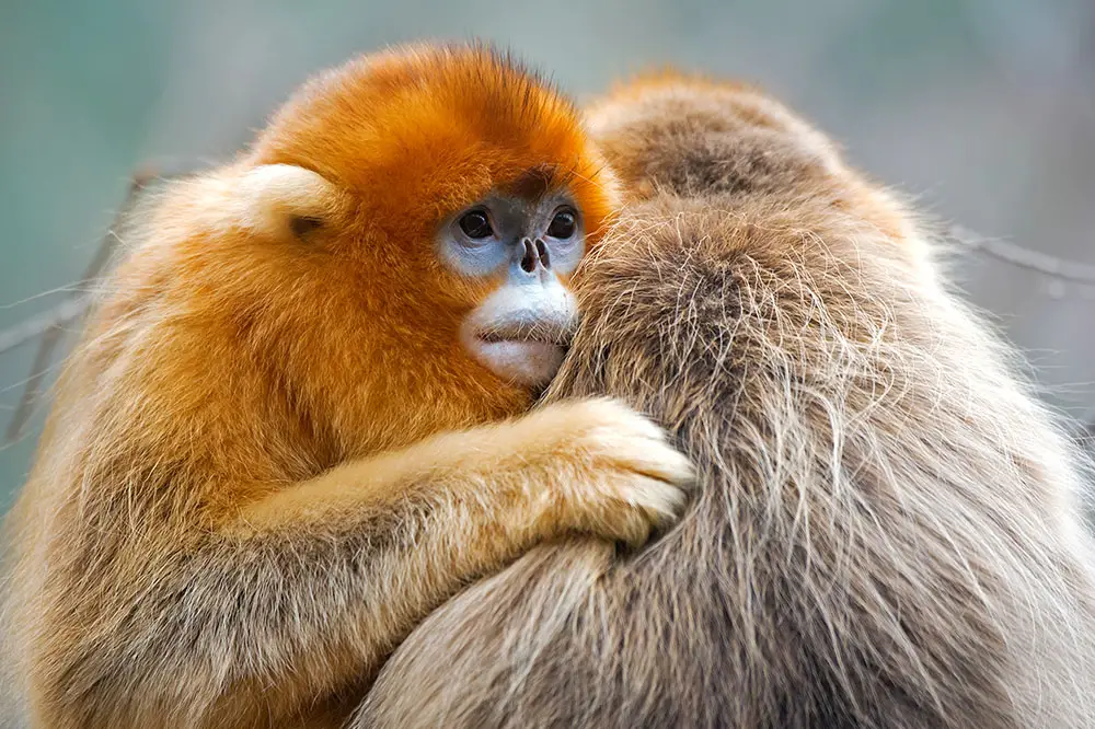 Golden Snub-nosed Monkeys