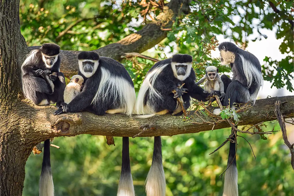 Group of mantled guereza with infants