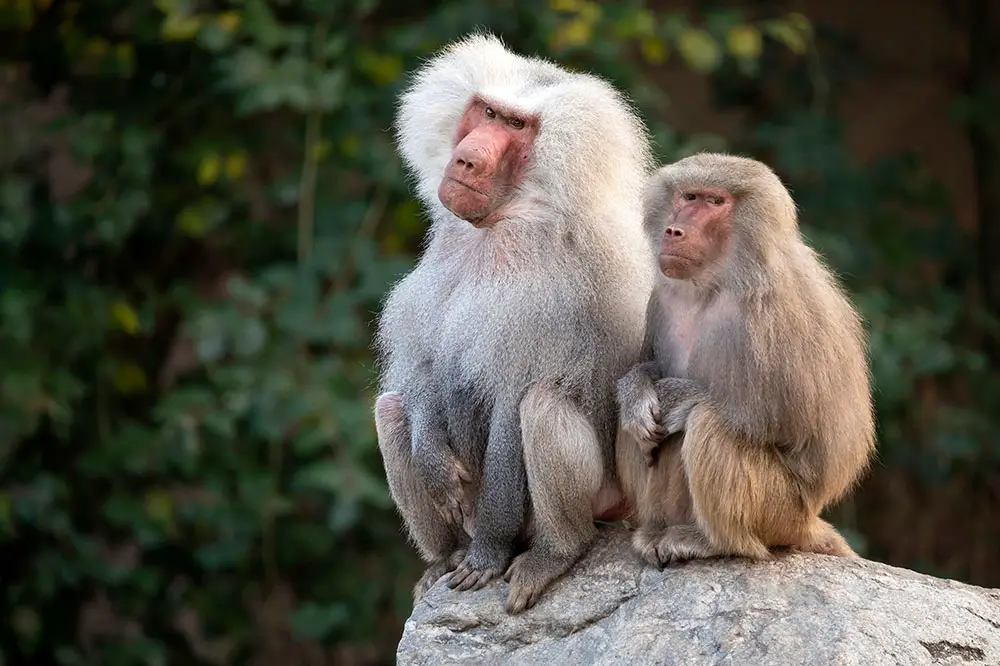 Hamadryas male and female