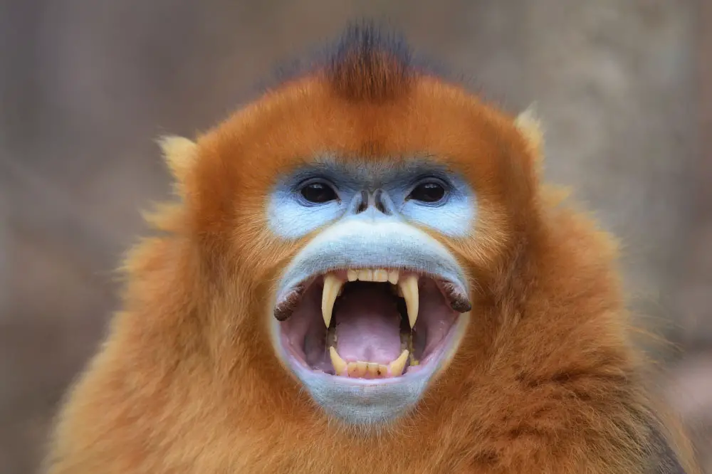 Male Golden Snub-nosed Monkey