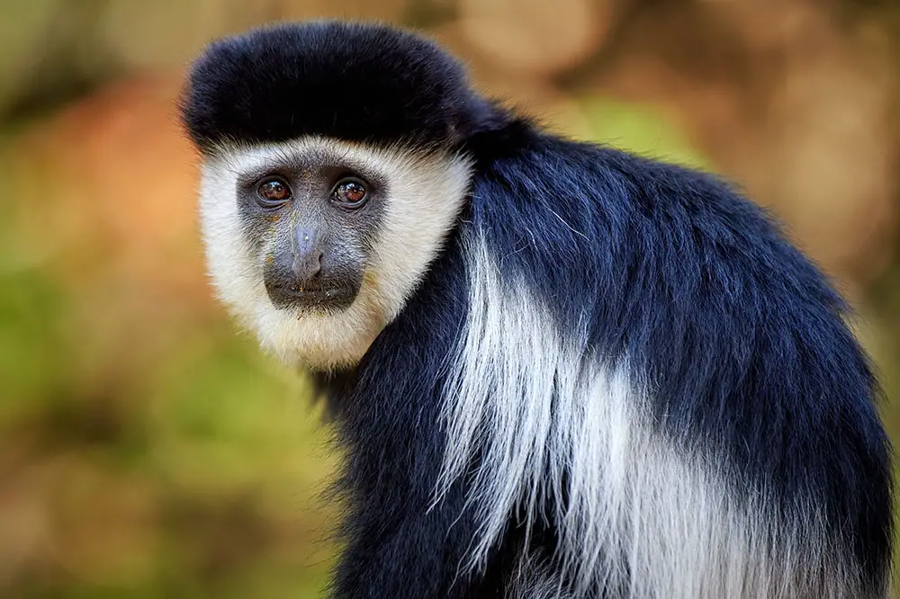 Mantled guereza profile