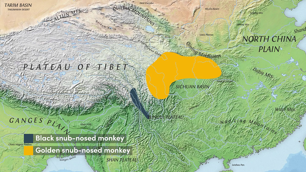 The range of the Black & Golden Snub-nosed Monkey