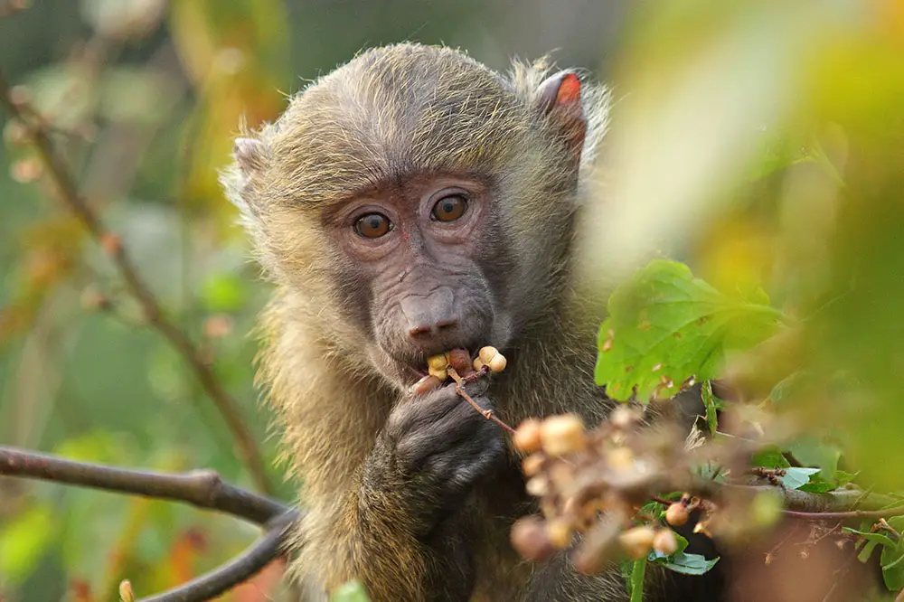Infant baboon feasting