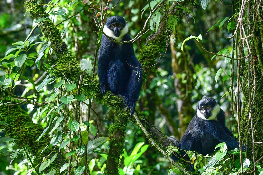 L'Hoest's monkeys in the rainforest