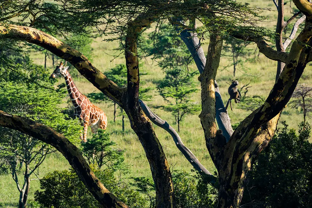 Olive baboon in the trees in Kenya