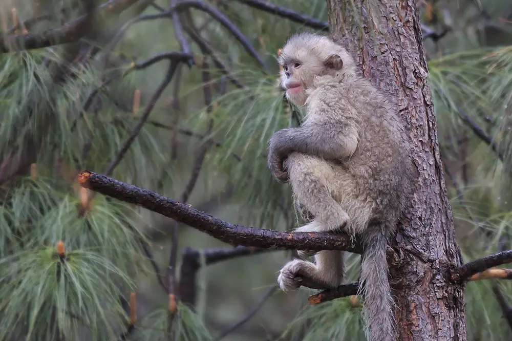 Young Yunnan Black Snub-Nosed Monkey