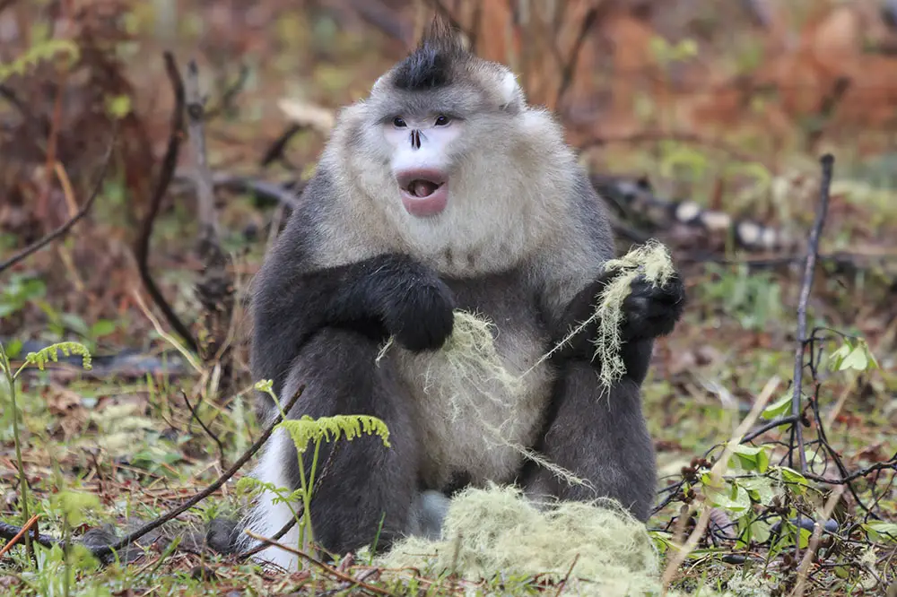 Yunnan Black Snub-Nosed Monkey