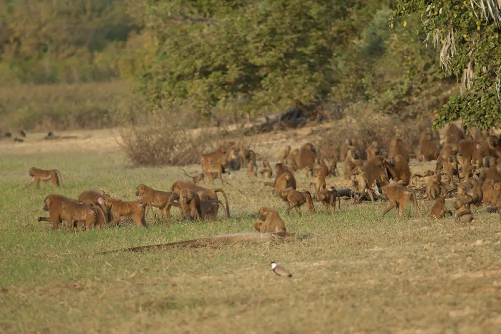 Guinea baboons in Niokolo Koba National Park, Senegal