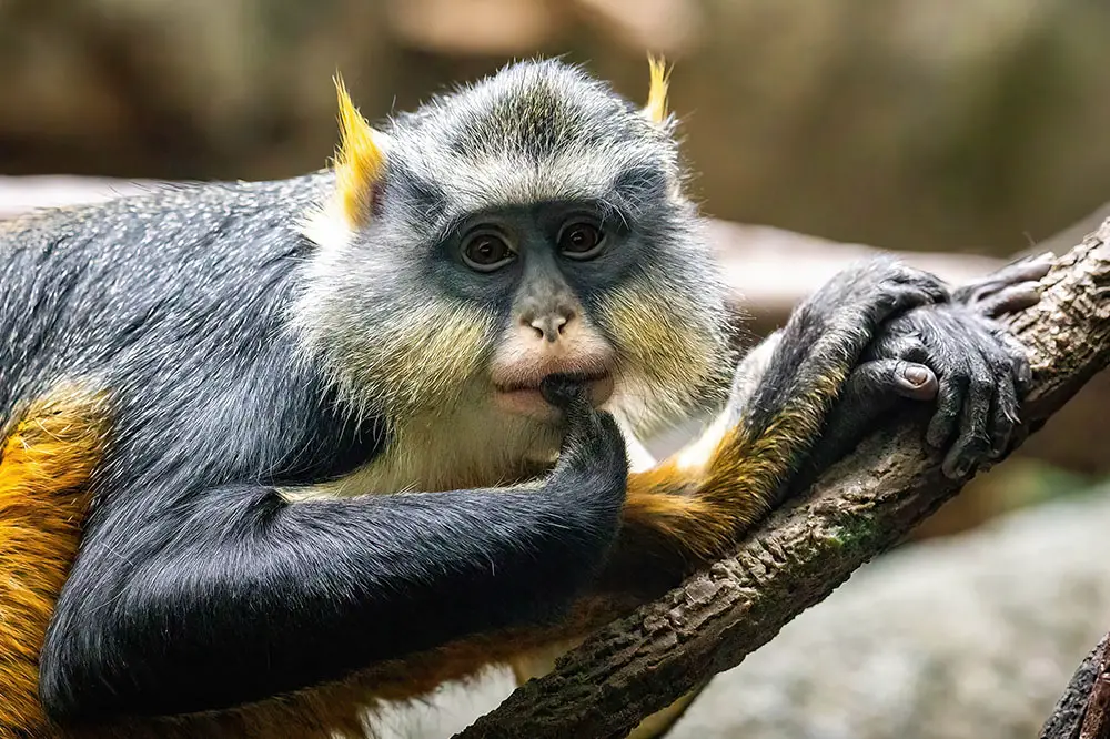 Wolf's mona monkey portrait