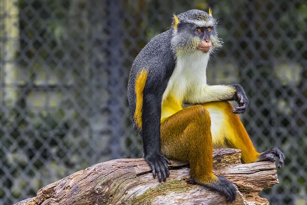 Wolf's mona monkey with bright yellow legs