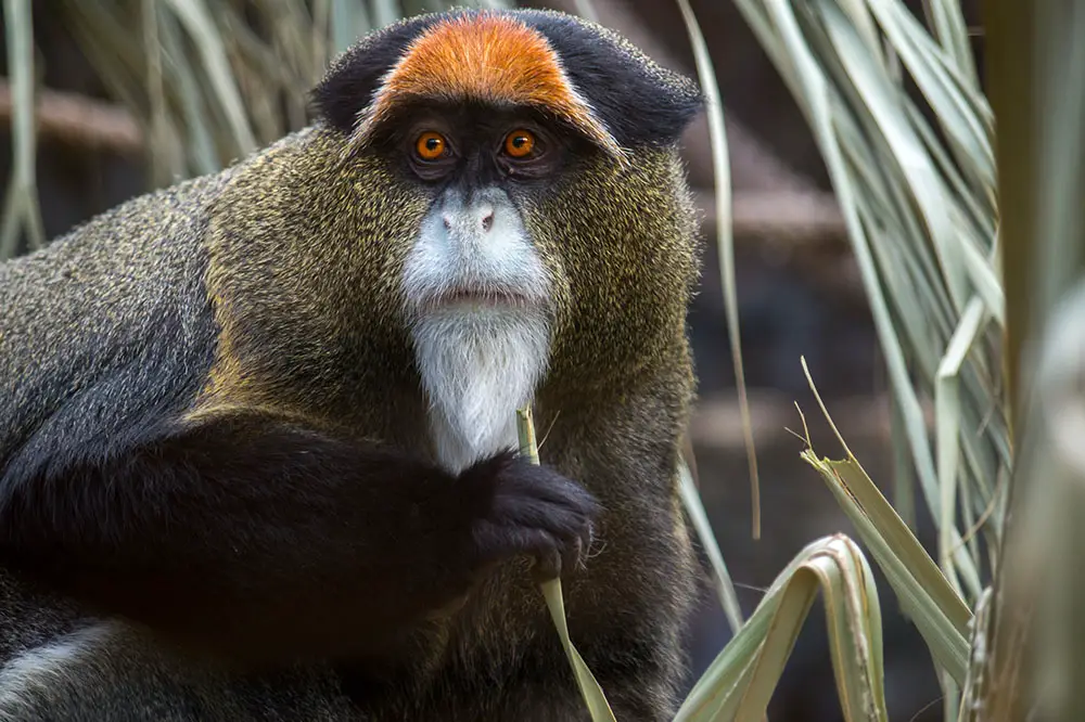 Adult De Brazza's monkey