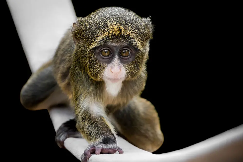 Baby De Brazza's Monkey