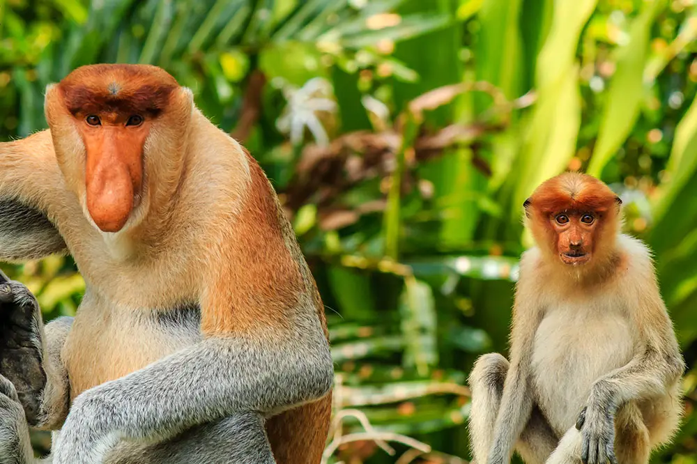 Endangered Monkey Mum and Baby Silver Pendant // Proboscis Monkey