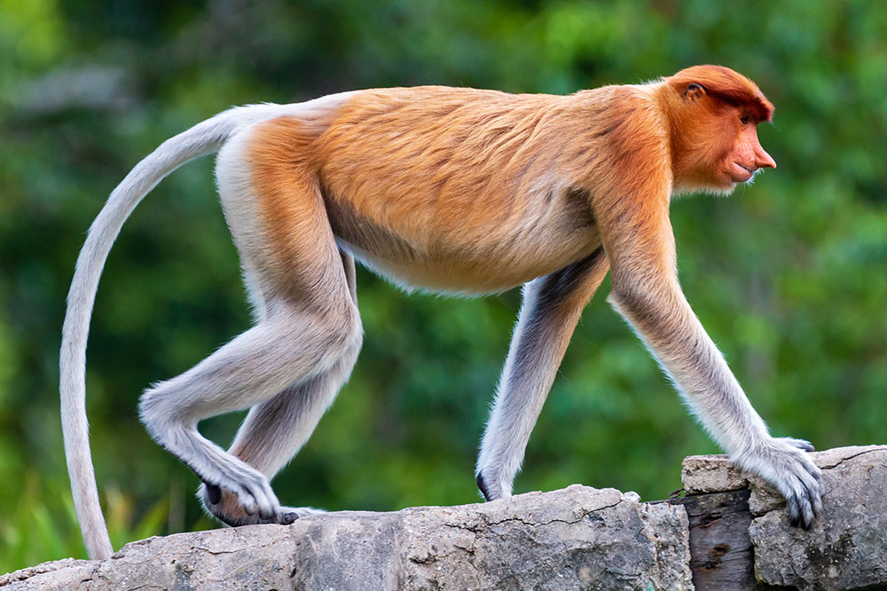 The incredible pelage of the proboscis monkey