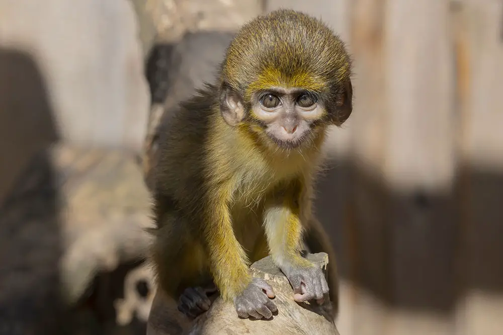 Baby Gabon Talapoin on a tree