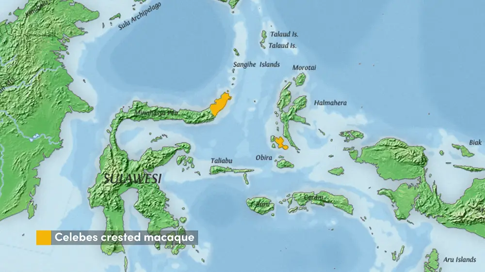 The range of the Celebes Crested Macaque