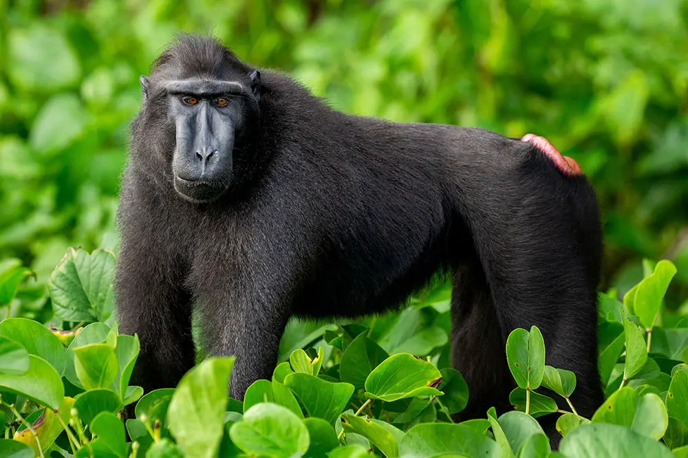 Celebes crested macaque with visible ischial callosities